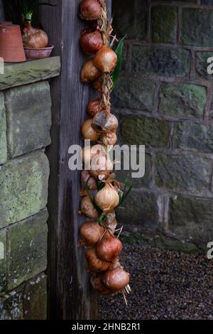 Eine Schnur Zwiebeln zum Trocknen aufgehängt. Stockfoto