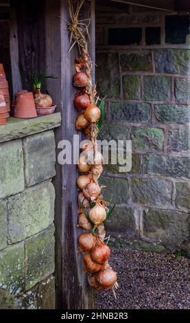 Eine Schnur Zwiebeln zum Trocknen aufgehängt. Stockfoto