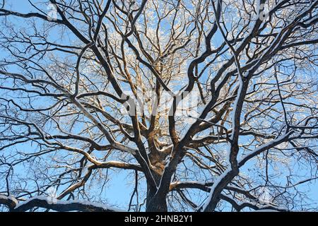 Eine große, weitläufige Eiche im Winter - Blick auf die mit Schnee bedeckte Krone vor dem Hintergrund eines blauen Himmels Stockfoto