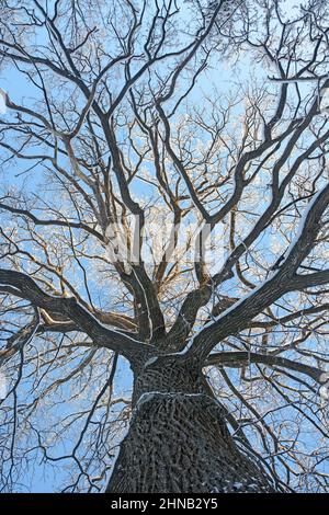 Eine große, weitläufige Eiche im Winter - Blick auf die mit Schnee bedeckte Krone vor dem Hintergrund eines blauen Himmels Stockfoto