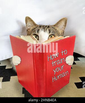 Tabby Katze liest ein rotes Hardcover Buch Stockfoto