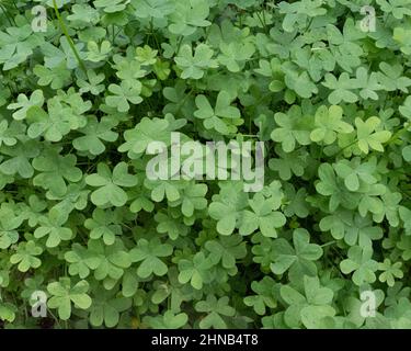Frische grüne Kleeblätter als Hintergrund. St. Patrick's Day Stockfoto