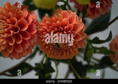 Nahaufnahme von birghtly farbigen rosa und orange Dahlien, strahlt Glück und Freude. Stockfoto