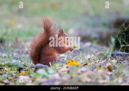 Sciurus Vulgaris Single Red Squirrel am Boden Fütterung im Herbst in Dumfries, Schottland, Großbritannien Stockfoto