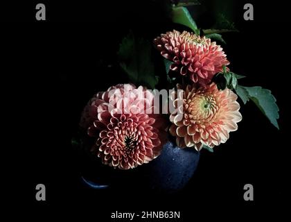 Arrangement von rosafarbenen Balldalhias in einer schwarzen Tonvase -- Spätsommerblüten, die Wärme und Freude ausstrahlen. Stockfoto