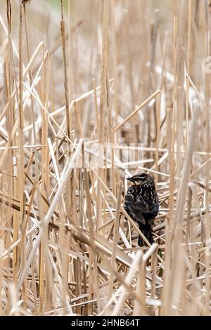 Rotflügelige Amsel, die unter den Rohrkäppeln thront. Stockfoto