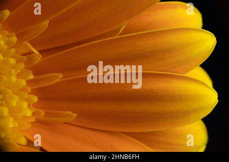 Makrofotografie einer Gelben Gerbera, Asteraceae. Einzelne Blume auf schwarzem Hintergrund. Stockfoto