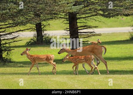 Weißschwanzhirsch mit Zwillingen Stockfoto