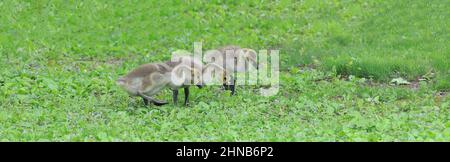 Gänseküken, die im Frühling in der Nähe von Jerusalem Pond, St. Croix Falls, Wisconsin, USA, nach Nahrung picken. Stockfoto