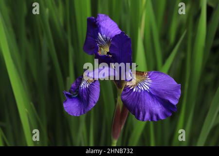 Lila holländische Iris mit grünen Blättern im Hintergrund. Stockfoto