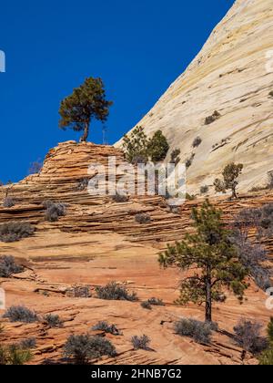 Bäume, die auf dem Sandstein wachsen, Zion-Mount Carmel Junction Highway, Winter, Zion National Park, Utah. Stockfoto