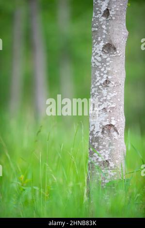 Stämme des schwarzen Erlenbaums (Alnus glutinosa). Konzentrieren Sie sich auf den Baumstamm im Vordergrund, geringe Schärfentiefe. Stockfoto
