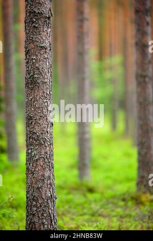 Waldkiefer (Pinus sylvestris). Fokus auf Vordergrundkieferstamm, geringe Schärfentiefe. Stockfoto