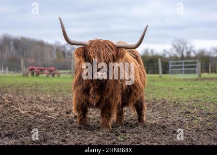 Highland-Kuh mit rotbraunem Fell auf einer Wiese im Winter, starrend auf die Kamera. Stockfoto