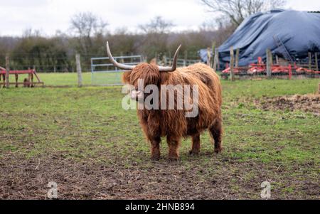 Hochlandkuh mit rotbraunem Fell auf einer Wiese im Winter. Stockfoto