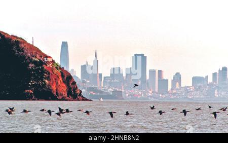 Angel Island Blick auf die Commorants und Zugvögel auf der bucht von san francisco california usa Stockfoto