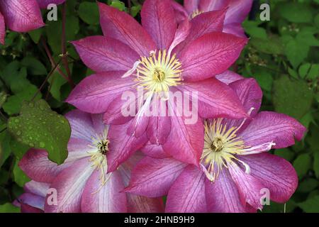 Hübsche rosa Clematis blüht auf einer grünen Rebe mit Tröpfchen im Frühjahr. Stockfoto