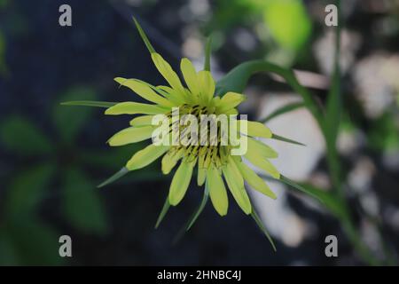 Yellow Goatsbeard, Tragopogon, auch bekannt als Wild Oyster Pflanze für den unverwechselbaren Geschmack ihrer gekochten Wurzeln im Interstate State Park, TF, MN. Stockfoto