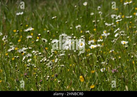 Schöne Sommerlandschaft mit blühenden Gänseblümchen auf einer Wiese Stockfoto