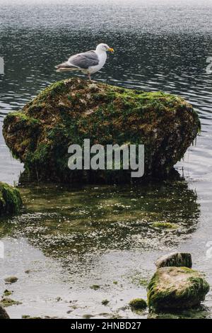 Weiße Möwe auf moosigen Felsen Stockfoto