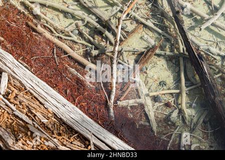 Verschiedene Texturen und Farben von toten Bäumen unter einer extrem unberührten Schicht aus Thermalwasser im Norris Geyser Basin der Region ​​Yellowstone Nation Stockfoto