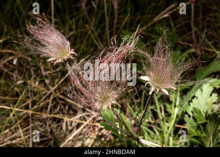 Praire Smoke Wildflower, Geum Triflorum, blüht im Frühling im Wild River State Park, Chisago County, Minnesota in der Nähe von Taylors Falls, MN Stockfoto