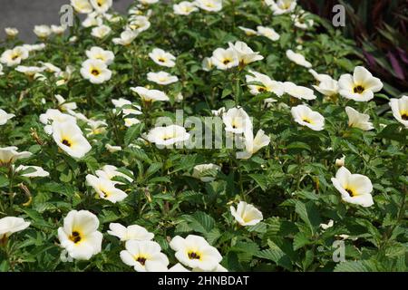 Turnera subulata (auch yolanda genannt, Turnera subulata, weißer Butterblume, Schwefelerle, Politikerblume, Dunkeläugige Turnera, weiße Erle) Blume. Stockfoto