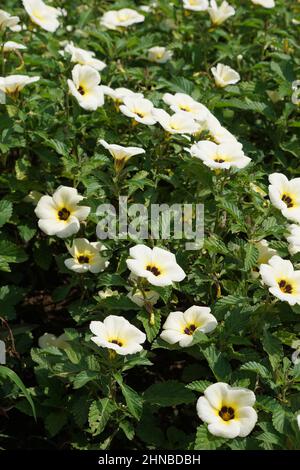 Turnera subulata (auch yolanda genannt, Turnera subulata, weißer Butterblume, Schwefelerle, Politikerblume, Dunkeläugige Turnera, weiße Erle) Blume. Stockfoto