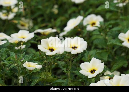 Turnera subulata (auch yolanda genannt, Turnera subulata, weißer Butterblume, Schwefelerle, Politikerblume, Dunkeläugige Turnera, weiße Erle) Blume. Stockfoto