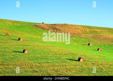 Am Morgen Rollen gemähtes Heu auf einem Hügel unter einem klaren blauen Himmel. Sibirien, Russland Stockfoto