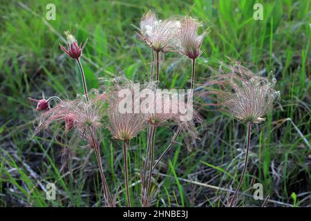 Praire Smoke Wildflower, Geum Triflorum, blüht im Frühling im Wild River State Park, Chisago County, Minnesota in der Nähe von Taylors Falls, MN Stockfoto