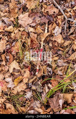 Blutspur, die von einem Weißschwanzbock hinterlassen wurde, der von einem Bowhunter in Wisconsin geschossen wurde. Stockfoto