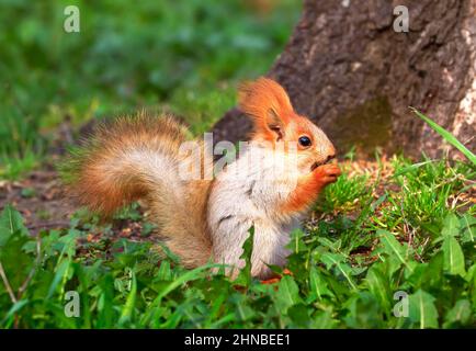 Eichhörnchen im Frühling in Sibirien. Ein junges Eichhörnchen frisst im grünen Gras. Natur der Region Nowosibirsk, Russland Stockfoto