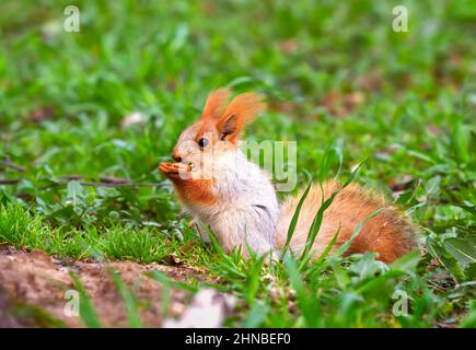 Eichhörnchen im Frühling in Sibirien. Ein junges Eichhörnchen frisst im grünen Gras. Natur der Region Nowosibirsk, Russland Stockfoto