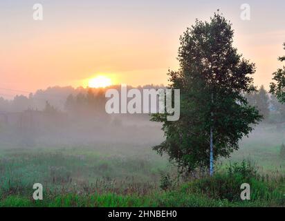 Die Außenbezirke des Dorfes, Birke und dickes grünes Gras auf einer blühenden Wiese, Wolken von Morgennebel über dem Wald am Horizont, die aufgehende Sonne, Stockfoto