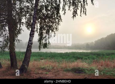 Seeufer mit hohem Gras, weißen Birkenstämmen, Silhouetten von Bäumen in der Ferne. Die Morgensonne scheint durch einen dichten Nebel. Natur pur von Siber Stockfoto