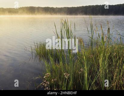 Hohe Stiele und Blätter von Schilf am verlassenen Ufer des Sees, Nebel kriecht über dem Wasser, dichte Bäume in der Ferne am Horizont. Natur pur Stockfoto