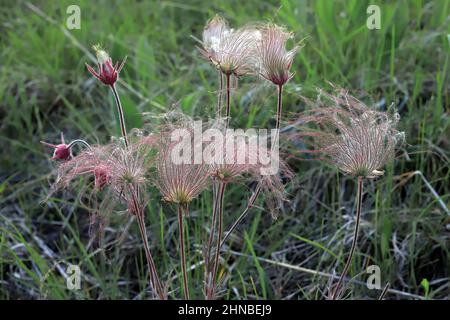 Praire Smoke Wildflower, Geum Triflorum, blüht im Frühling im Wild River State Park, Chisago County, Minnesota in der Nähe von Taylors Falls, MN Stockfoto