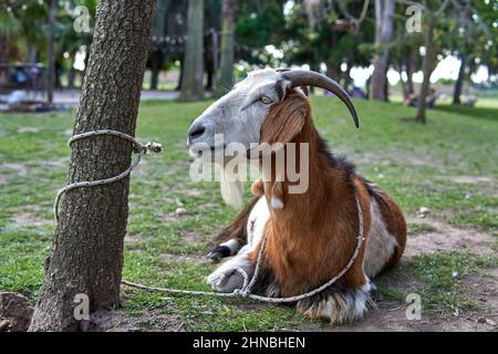 Isolierte braune und weiße Ziege, die auf dem Gras ruht, das mit einem Seil an einen Baumstamm gebunden ist Stockfoto