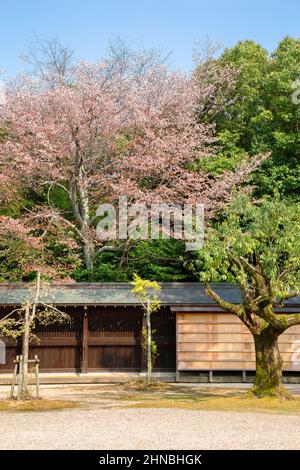 Kashihara-Schrein im Frühling in Nara, Japan Stockfoto