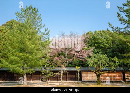 Kashihara-Schrein im Frühling in Nara, Japan Stockfoto