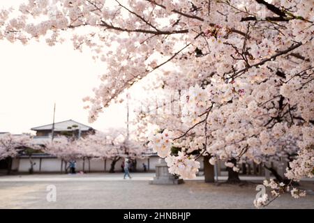 Der Domyoji Tenmangu-Schrein blüht im Frühling in Osaka, Japan Stockfoto