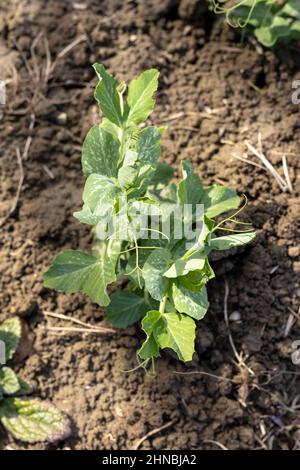 Erbsen kleine Pflanze Nahaufnahme Stockfoto