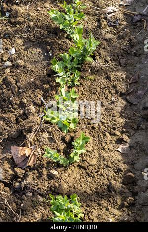 Erbsen Pflanzen sprießen im frühen Frühjahr Stockfoto