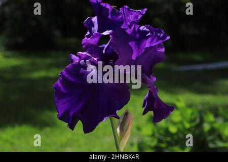 Lila Iris im Morgenlicht eines Frühlingsgartens. Stockfoto