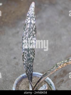 Schwarze Mutter in Gesetzen Zunge Pflanze schwarzes Blatt Stockfoto