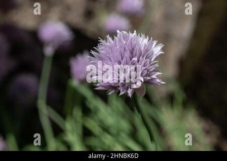 Nahaufnahme einer purpurnen Schnittpflanze. Diese hübsche, hellviolette, essbare Blume hat einen leichten Zwiebelgeschmack. Werfen Sie es in einen Salat oder garnieren Sie ein Gericht. Stockfoto