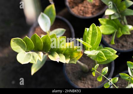 Zamioculcas zamiifolia Pflanze Hochwinkelansicht Stockfoto