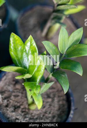 Zamioculacas zamiifolia grüne Pflanze mit selektivem Fokus auf Blättern Stockfoto