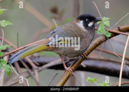 Schwarzgesichtige Lachdrossel (Trochalopteron affinis), nordwestlich der Provinz Yunnan, China 23rd. April 2011 Stockfoto